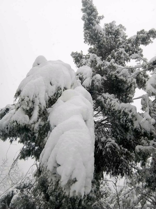 龙顺:在风雪中屹立(图2) 龙顺:在风雪中屹立(图2)
