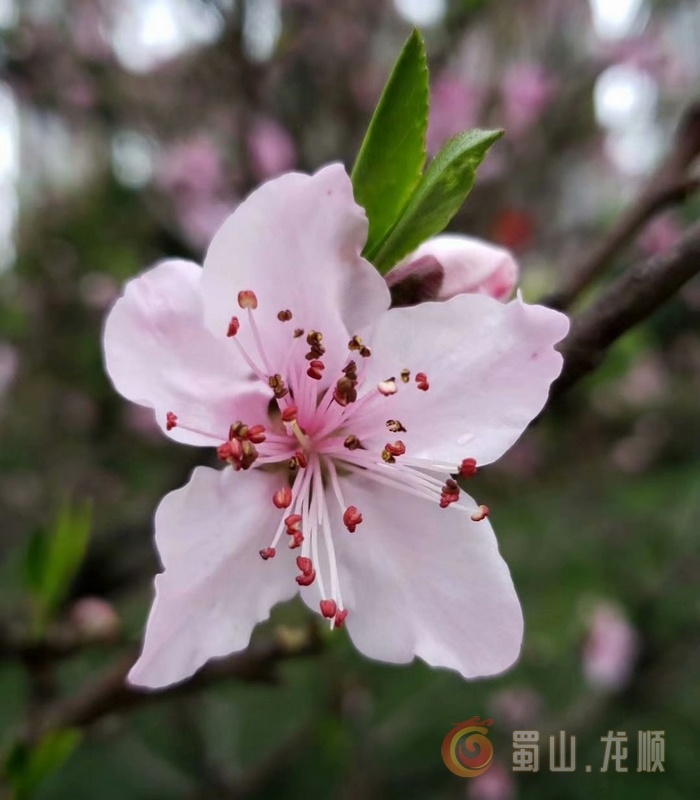龙顺：三月新梦(图1)