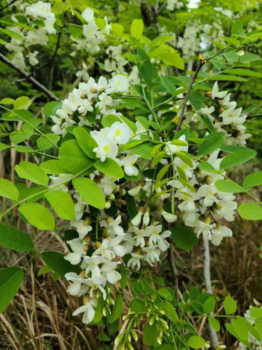 蜀中风吟:生长的春天三首(图2) 蜀中风吟:生长的春天(三首)