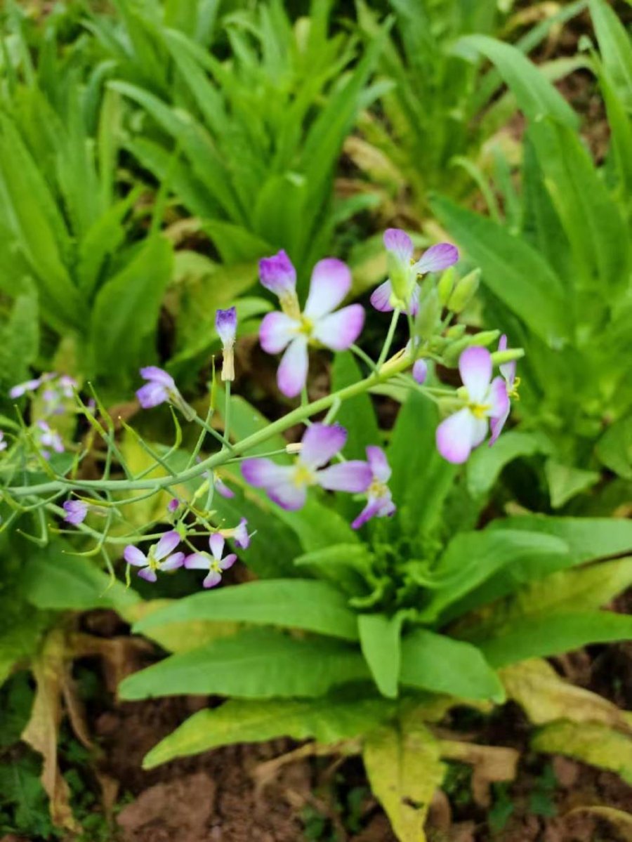蜀中风吟:生长的春天三首(图5) 蜀中风吟:生长的春天(三首)