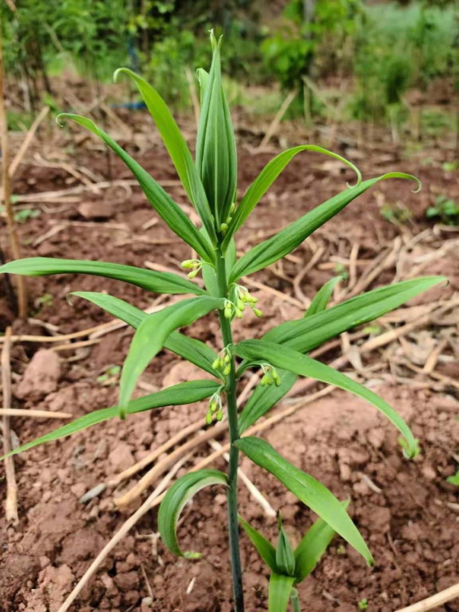 蜀中风吟:生长的春天三首(图1) 蜀中风吟:生长的春天(三首)