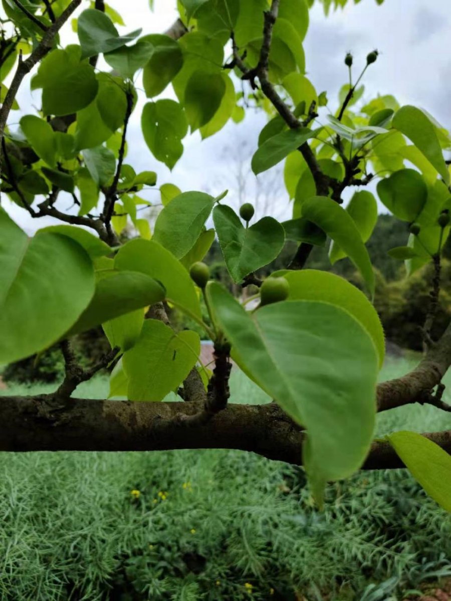 蜀中风吟:生长的春天三首(图6) 蜀中风吟:生长的春天(三首)